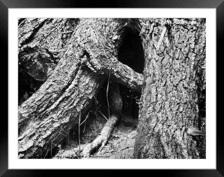 large tree roots Framed Mounted Print by Stephanie Moore
