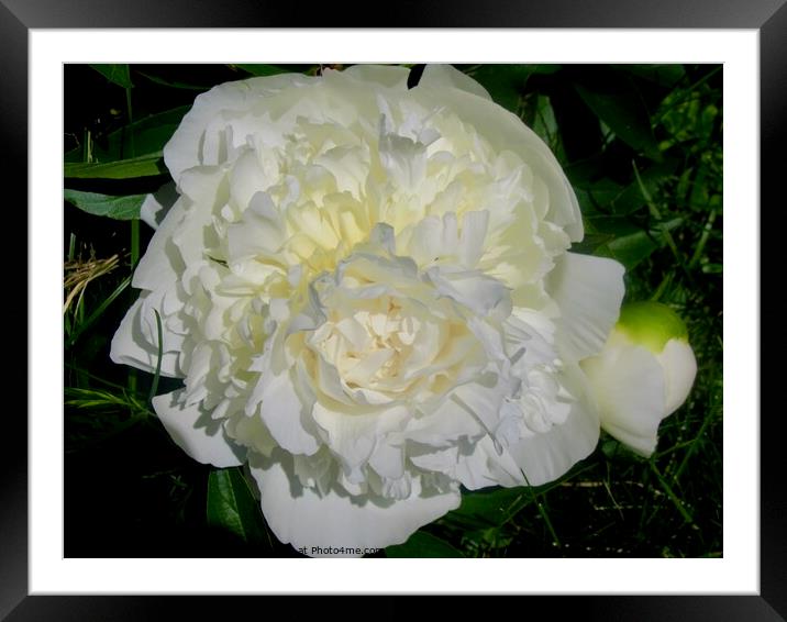 Creamy Peony Framed Mounted Print by Stephanie Moore