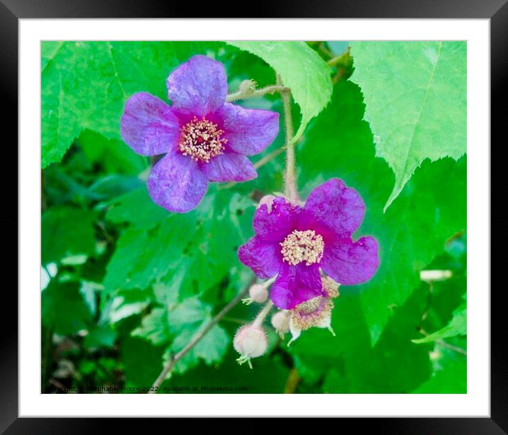Wild roses Framed Mounted Print by Stephanie Moore