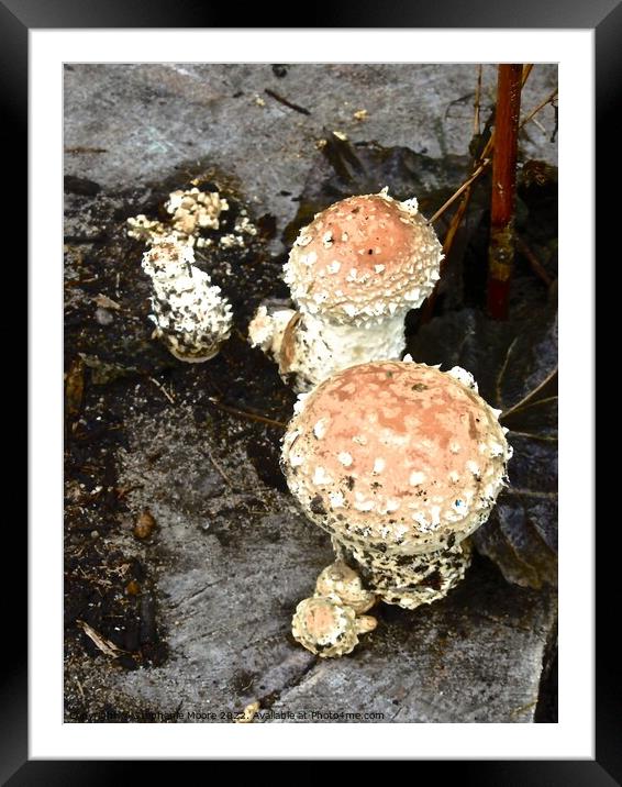 Irish toadstools Framed Mounted Print by Stephanie Moore
