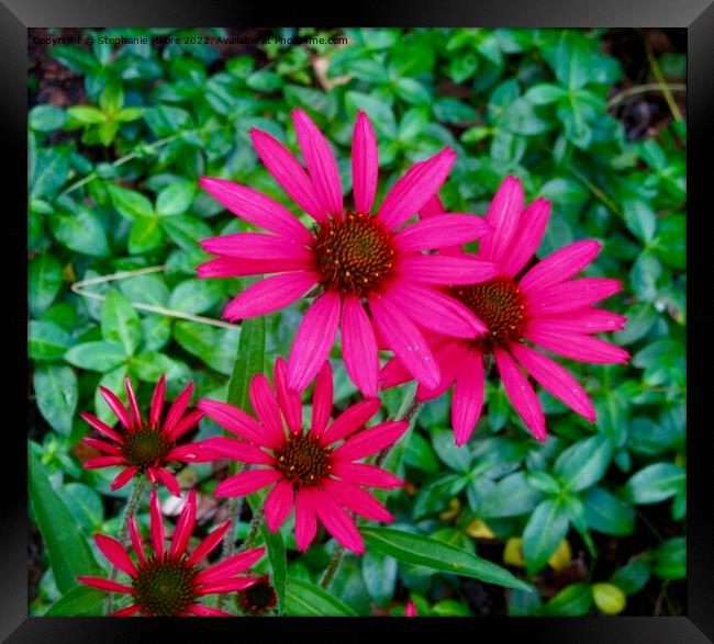 Bright pink daisies Framed Print by Stephanie Moore