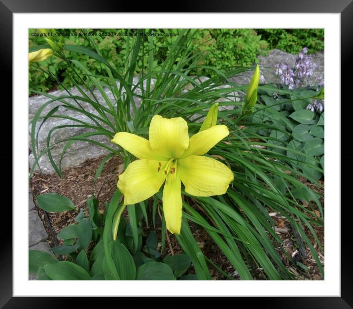Yellow lily Framed Mounted Print by Stephanie Moore
