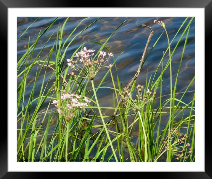 River weeds Framed Mounted Print by Stephanie Moore