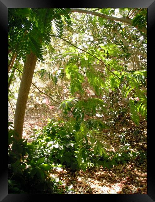 Backyard Jungle #1 Framed Print by Stephanie Moore
