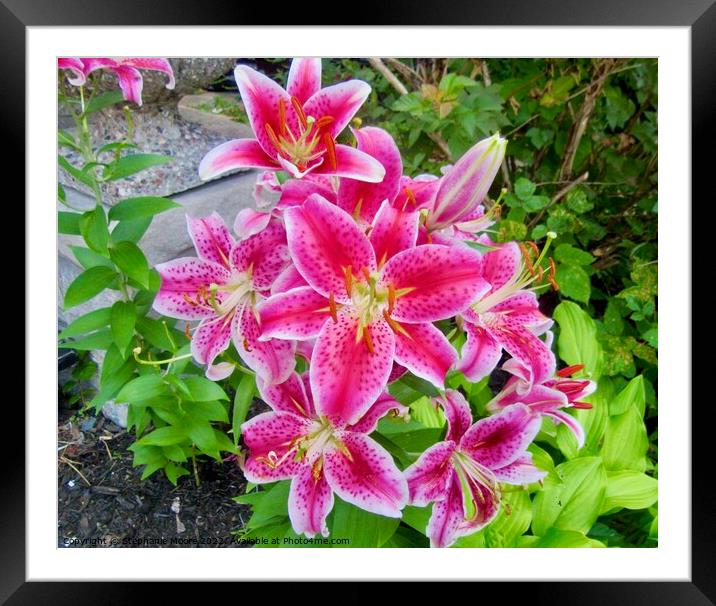 Stargazer Lilies Framed Mounted Print by Stephanie Moore