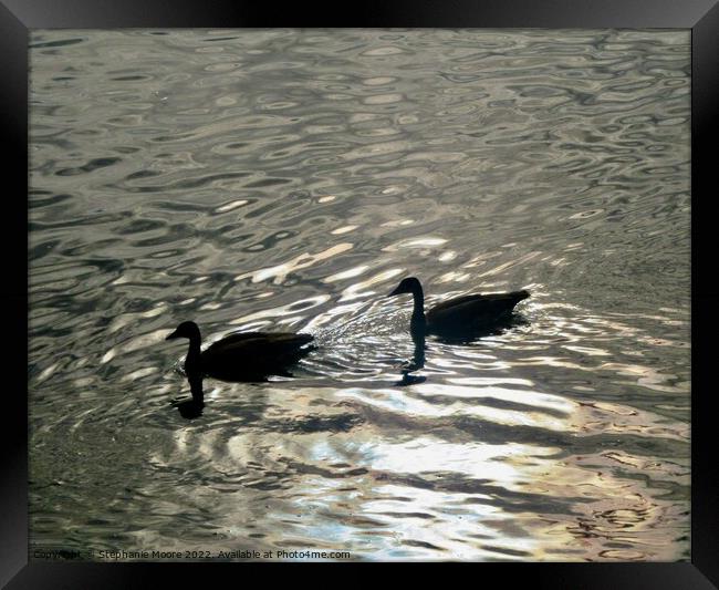 Geese in the Rideau River Framed Print by Stephanie Moore