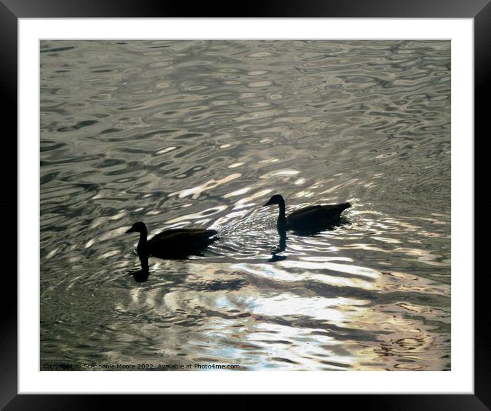 Geese in the Rideau River Framed Mounted Print by Stephanie Moore