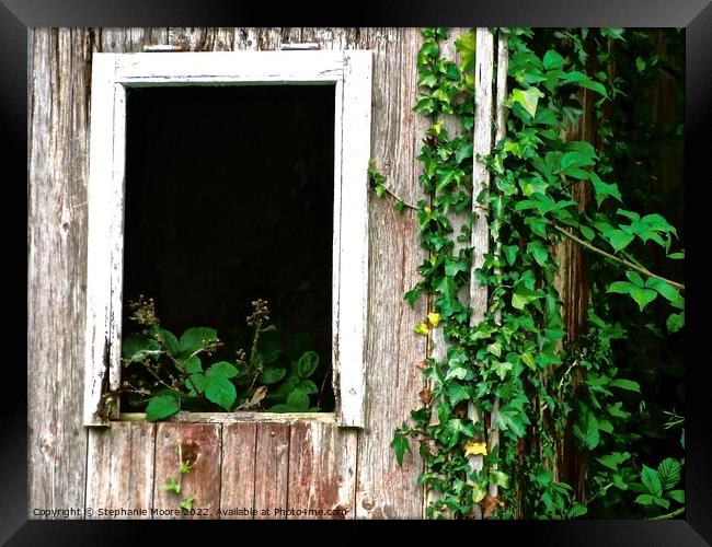 Overgrown cottage window Framed Print by Stephanie Moore