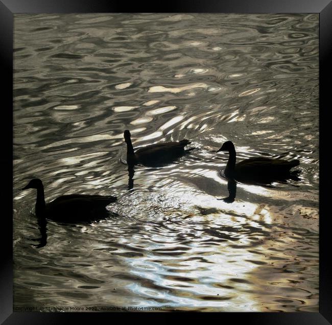 Early Morning Geese Framed Print by Stephanie Moore