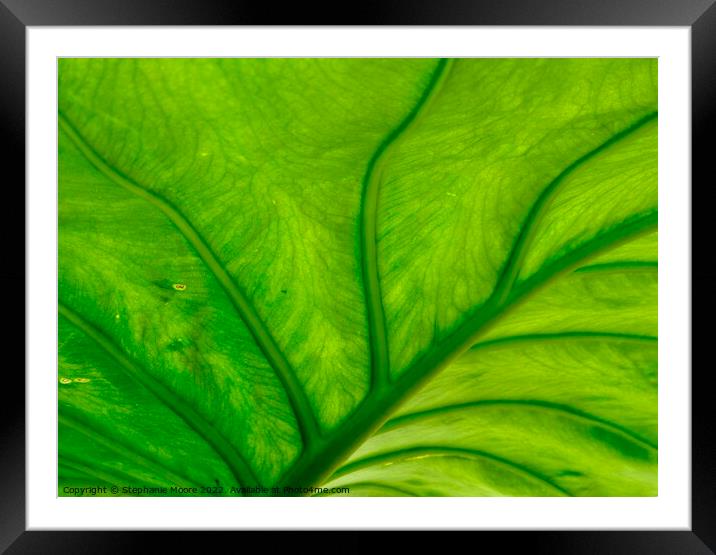 Green Leaf Framed Mounted Print by Stephanie Moore