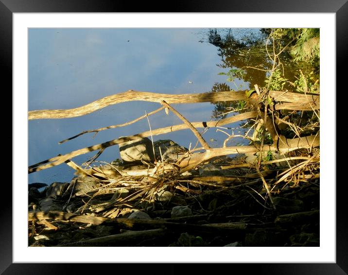 Dead tree branches Framed Mounted Print by Stephanie Moore