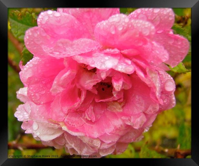 Wet Rose Framed Print by Stephanie Moore