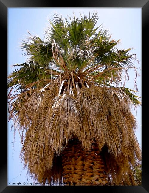 Palm Tree Framed Print by Stephanie Moore