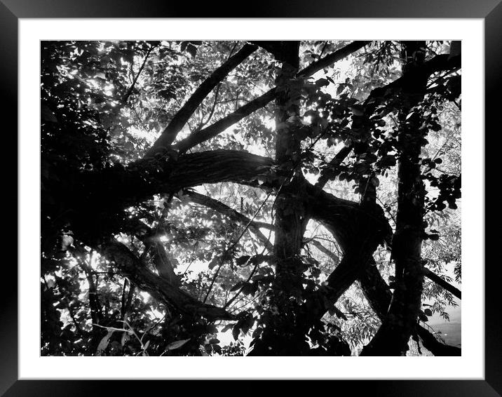 A Tangle of Trees Framed Mounted Print by Stephanie Moore