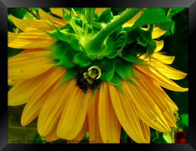 Sunflower and bee Framed Print by Stephanie Moore