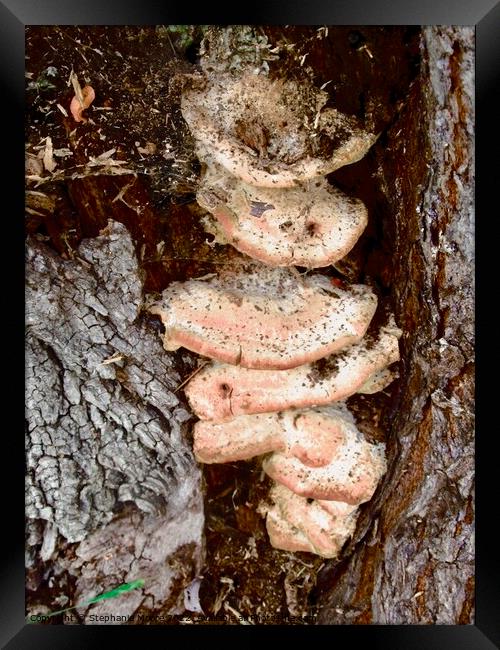 Fungi  Framed Print by Stephanie Moore