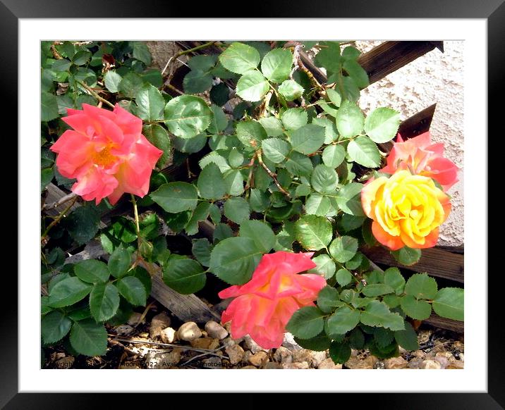 Roses leaves garden Framed Mounted Print by Stephanie Moore