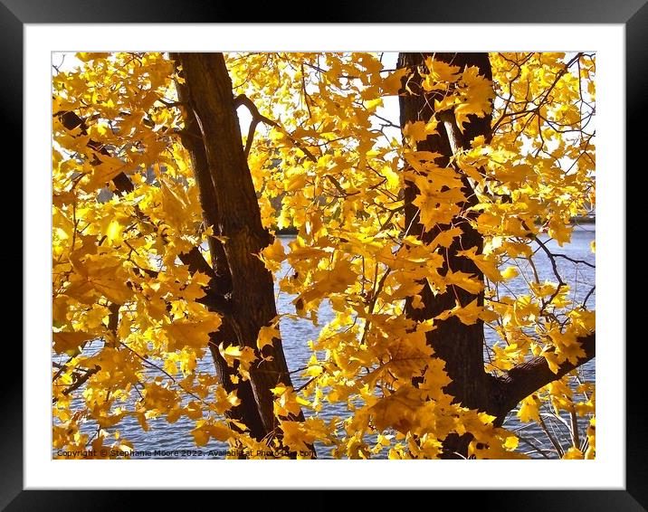 Yellow leaves Framed Mounted Print by Stephanie Moore