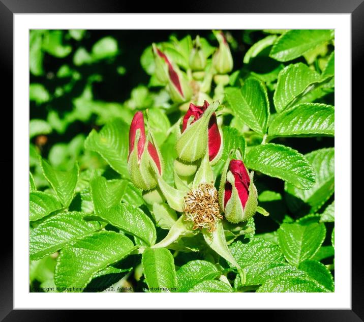 Wild rose buds Framed Mounted Print by Stephanie Moore