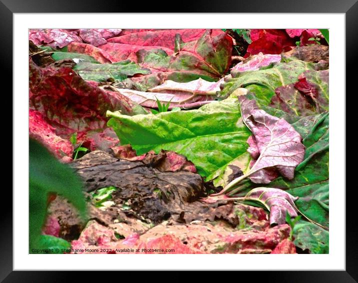 Colourful rhubarb leaves Framed Mounted Print by Stephanie Moore