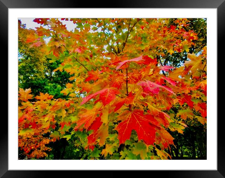 Red Maple Leaves Framed Mounted Print by Stephanie Moore