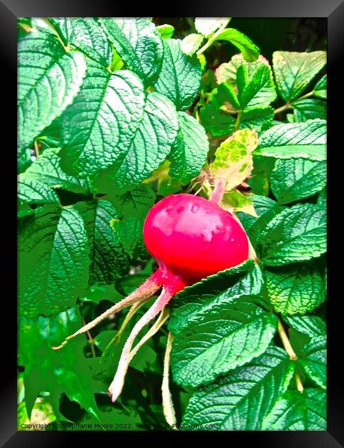 Rose hip Framed Print by Stephanie Moore