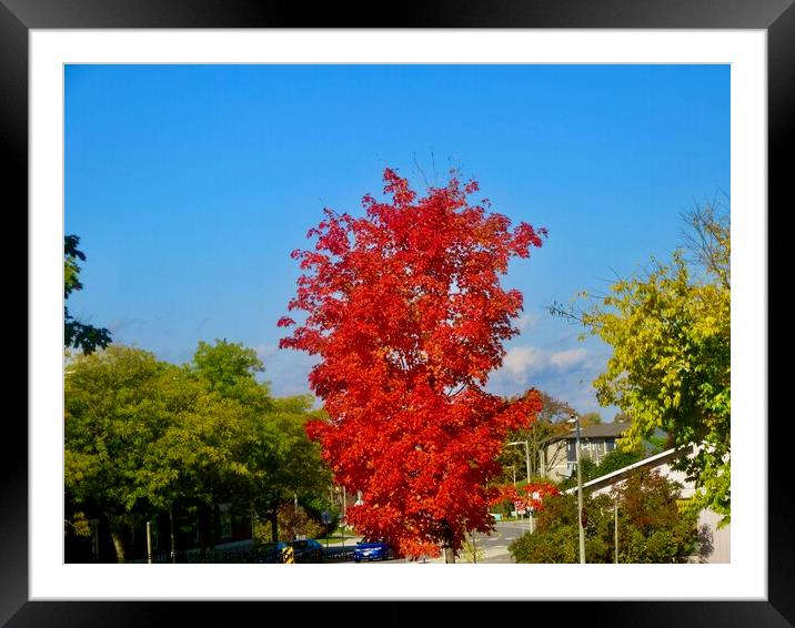 Brilliant Maple Framed Mounted Print by Stephanie Moore