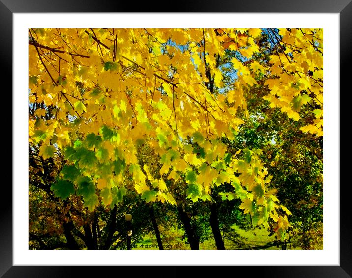 Yellow maple leaves Framed Mounted Print by Stephanie Moore