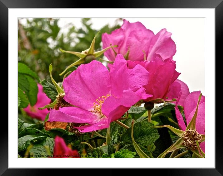 Pink wild roses Framed Mounted Print by Stephanie Moore