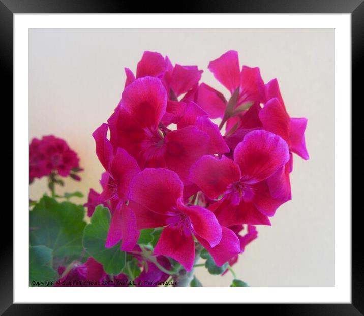 Pink Geraniums Framed Mounted Print by Stephanie Moore