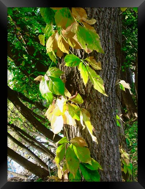 Vines Framed Print by Stephanie Moore