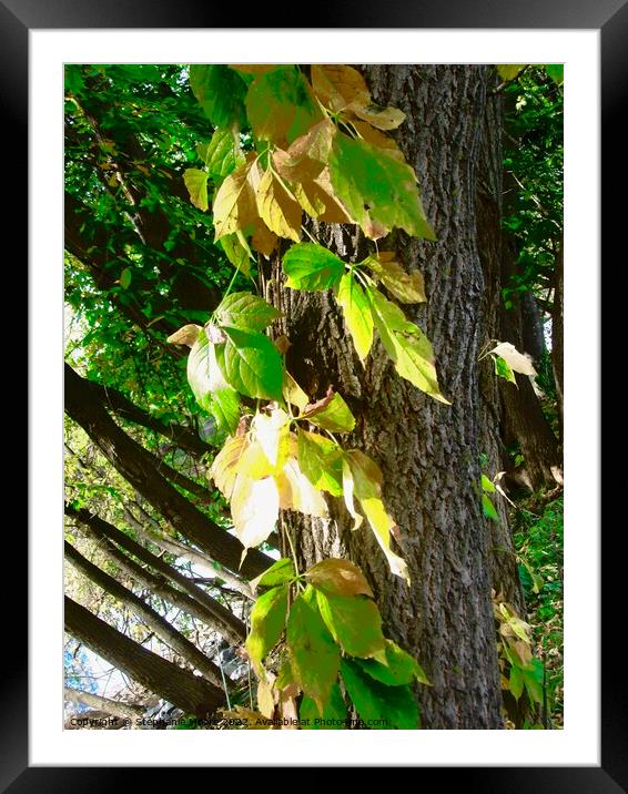 Vines Framed Mounted Print by Stephanie Moore