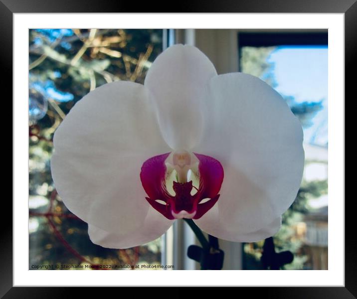 Orchid Framed Mounted Print by Stephanie Moore
