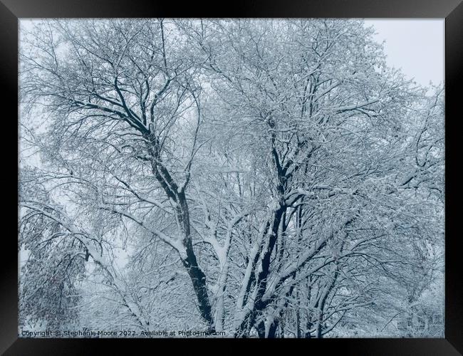 Snow covered trees Framed Print by Stephanie Moore
