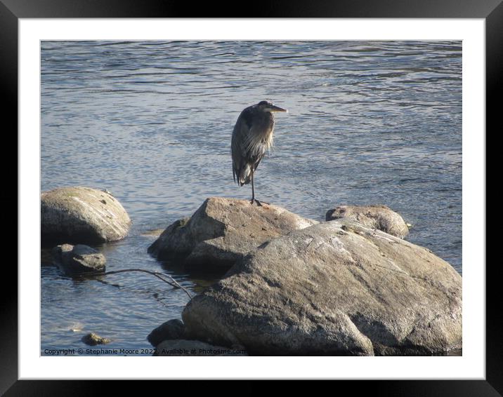 Heron on a rock Framed Mounted Print by Stephanie Moore