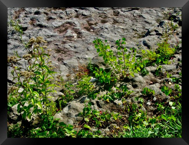 Weeds Framed Print by Stephanie Moore