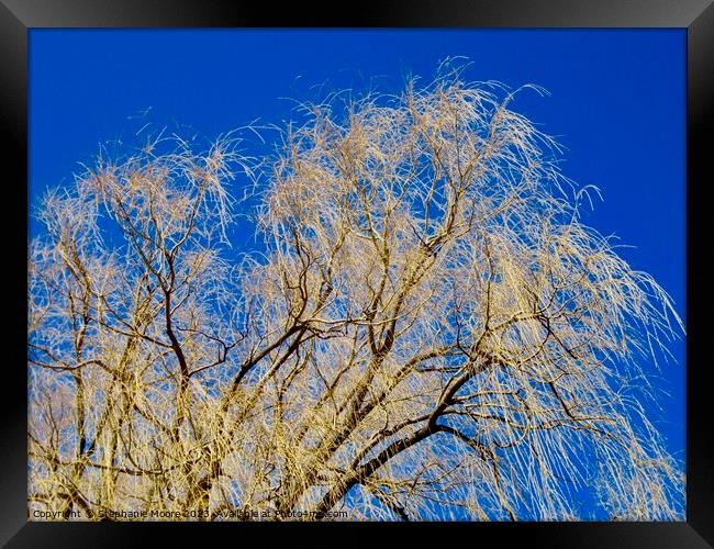 Willow tree Framed Print by Stephanie Moore