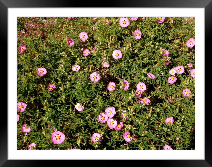 Rock Roses Framed Mounted Print by Stephanie Moore