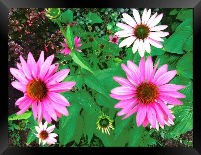pink daisies Framed Print by Stephanie Moore