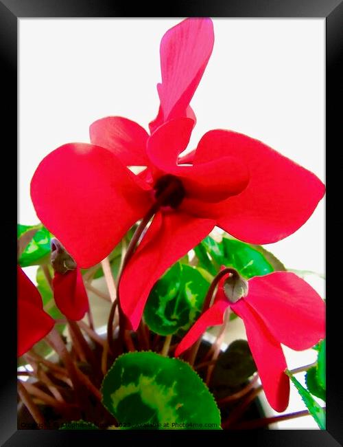 red cyclamen Framed Print by Stephanie Moore