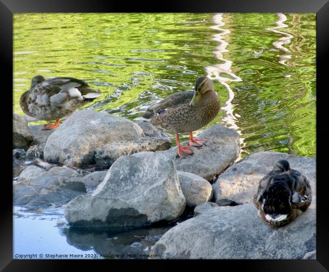 Ducks on the rocks Framed Print by Stephanie Moore