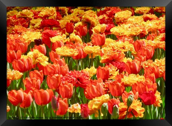 Orange and yellow tulips Framed Print by Stephanie Moore