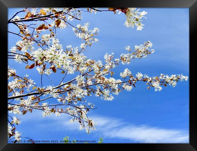 May Flowers Framed Print by Stephanie Moore