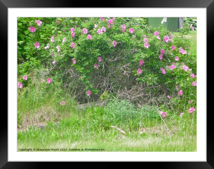 Wild pink roses Framed Mounted Print by Stephanie Moore