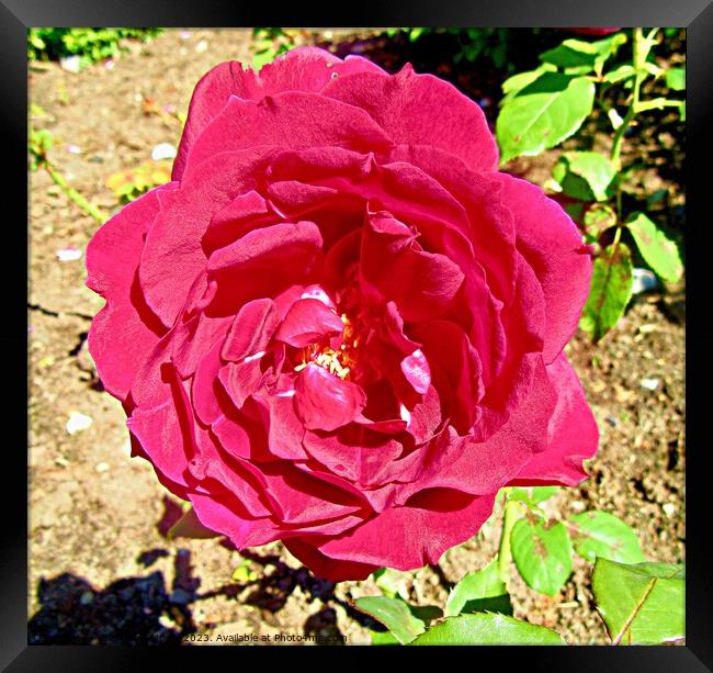 Red Rose Framed Print by Stephanie Moore