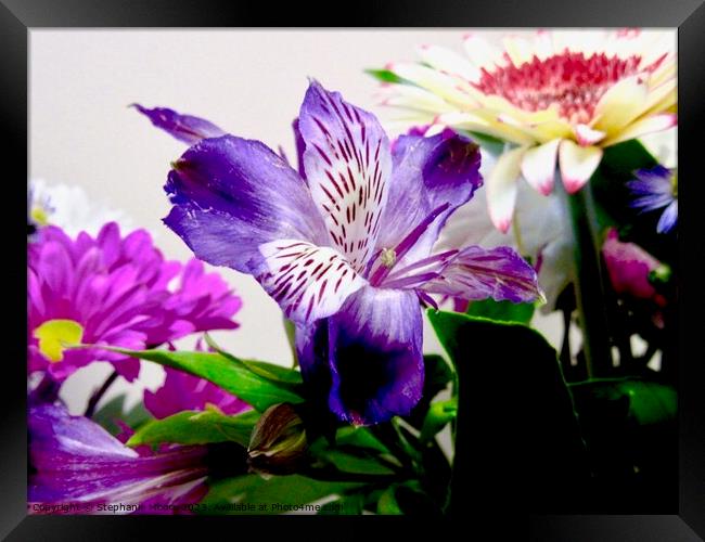 Colourful flowers Framed Print by Stephanie Moore