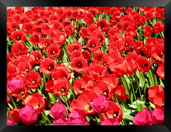 More red tulips Framed Print by Stephanie Moore