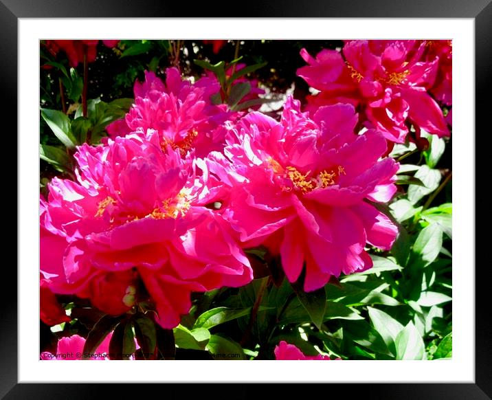 Pink Peonies Framed Mounted Print by Stephanie Moore