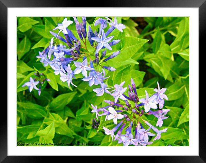 tiny blue flowers Framed Mounted Print by Stephanie Moore