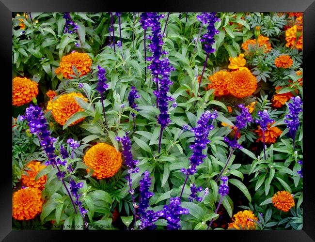 Marigolds and purple flowers Framed Print by Stephanie Moore